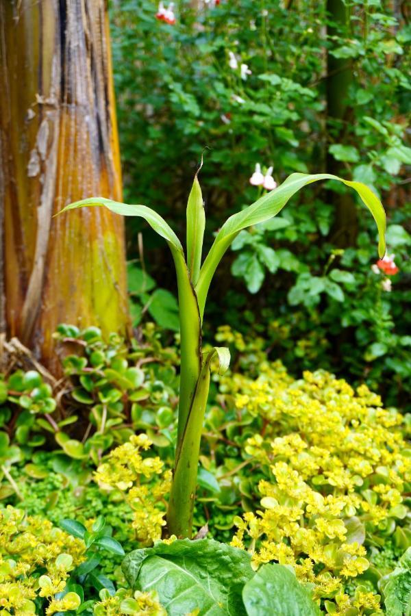 Jungle Stay In A Hidden Paradise Zwijndrecht Ngoại thất bức ảnh
